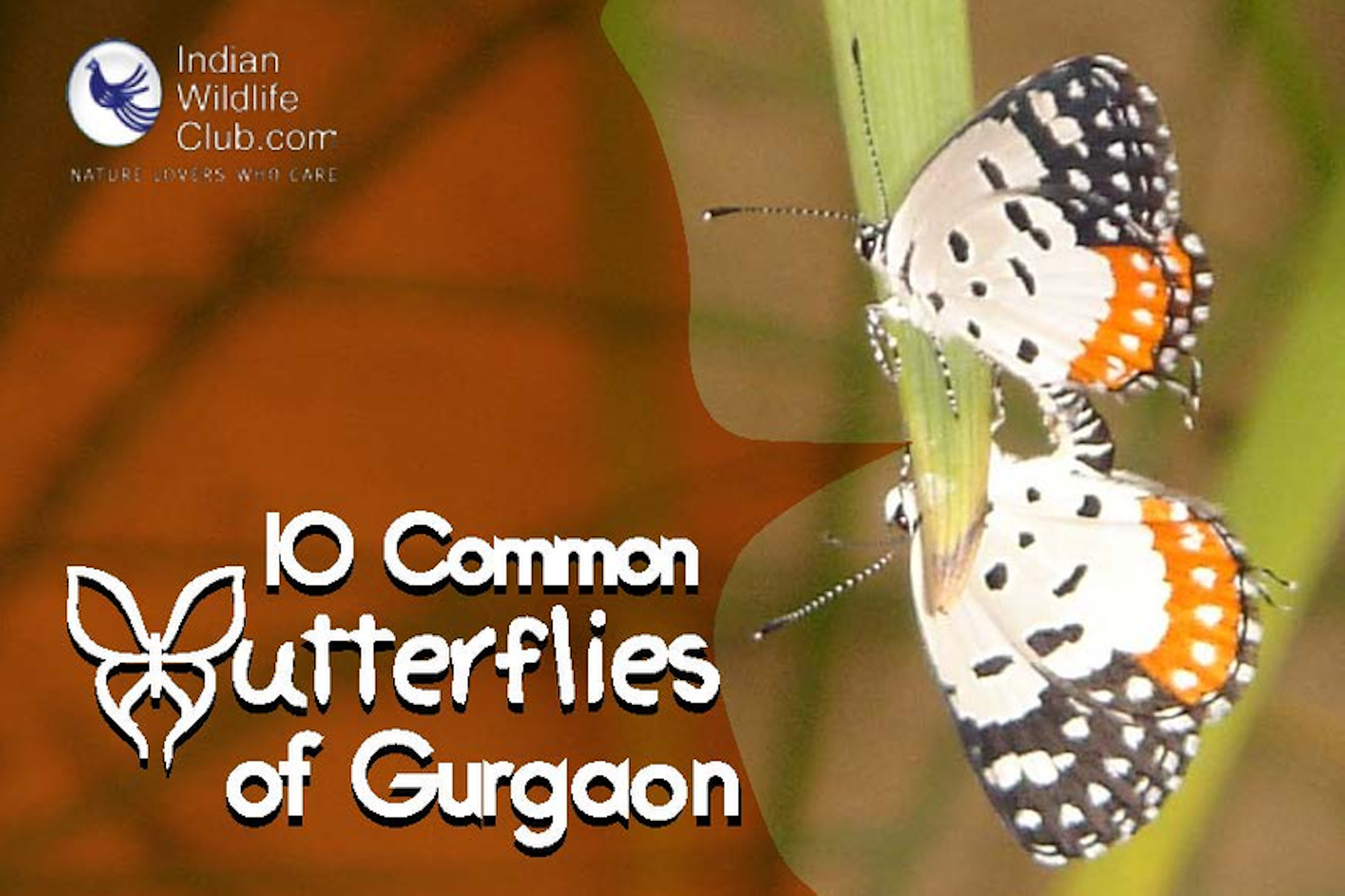 Common butterflies